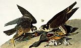 Herbert James Draper Paintings - Peregrine Falcon by John James Audubon